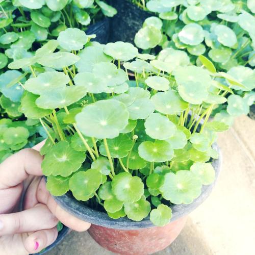 水培铜钱草怎么快速爆盆,铜钱草水培怎么养最好