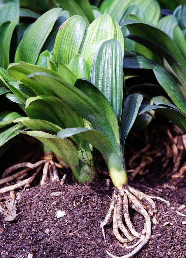 养君子兰记住5个小口诀,君子兰有六项注意事项