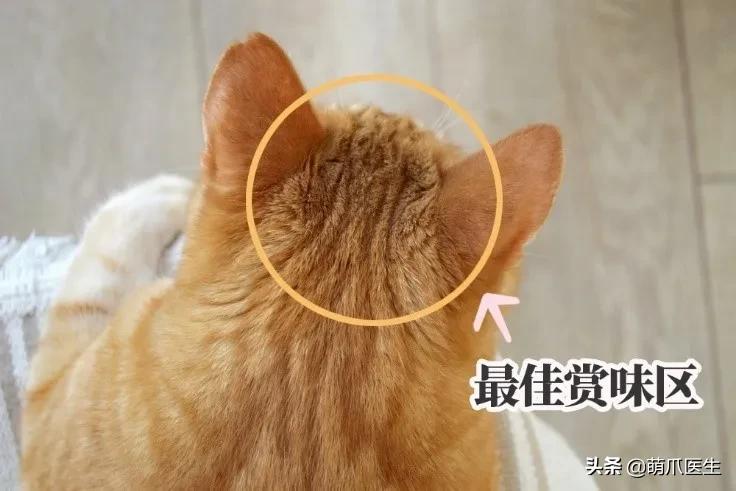 猫味道大是为什么,猫的味道和气味有什么区别