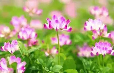 1到100朵红玫瑰花的寓意和花语,助人为乐善良可爱是哪种花的花语