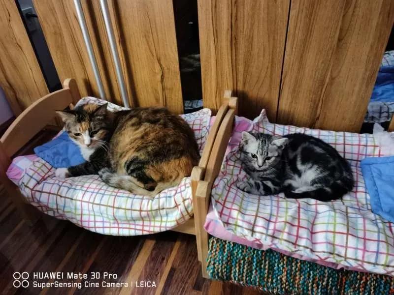 大橘猫和主人被骚扰,橘猫被主人骚扰