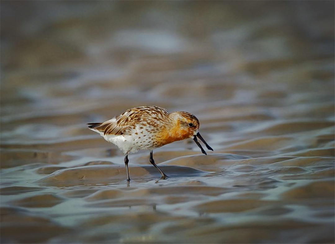 温州湾出现呆萌鸟，随地挖个坑就是“家”，总把嘴巴插入软泥里