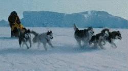 哈士奇拯救小镇,哈士奇拯救了一个村的人