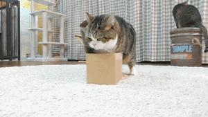 猫是固体还是液体,猫咪究竟是液体还是固体