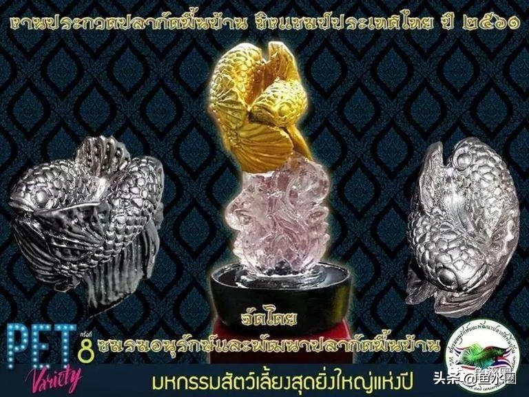 泰国斗鱼和中国斗鱼的杂交品种,中国斗鱼与泰国斗鱼哪个更厉害