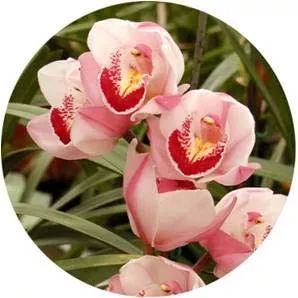 全部金木水火土五行五系植物介绍,五种植物代表五行