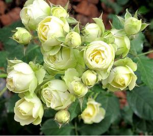 99棵月季,最值得入手的玫瑰月季