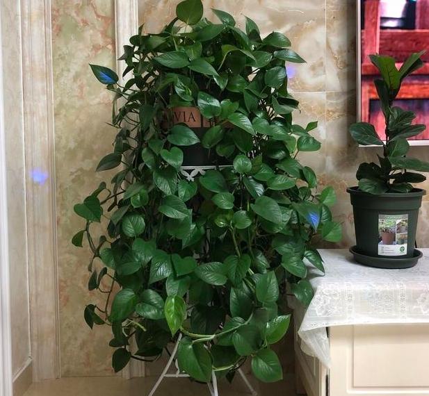 绿萝总卷叶绿萝爆盆技巧,如何让绿萝快速长爆盆呢