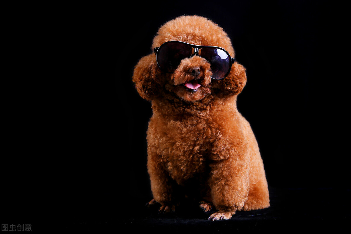 一个多月的泰迪吃多少狗粮合适,半岁的泰迪一餐吃多少狗粮