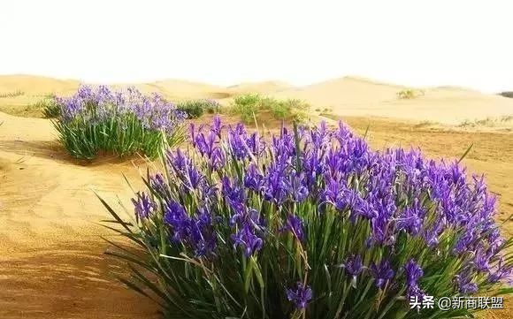 揭秘*疆新**马兰