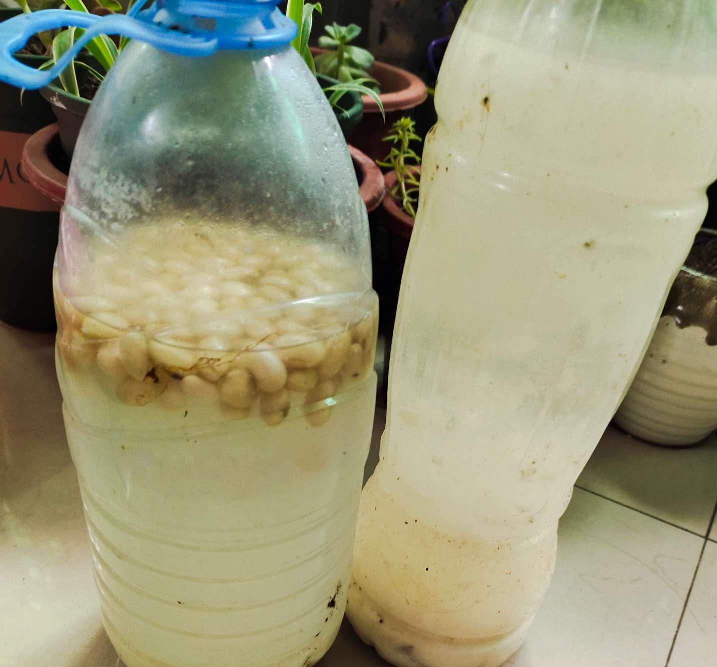 绿萝怎么把它的叶子养得又肥又厚,为啥别人家的绿萝叶子比巴掌还大