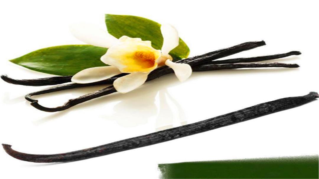 香草的味道本来是臭的？还是世界上最贵的香料，太出乎意外了