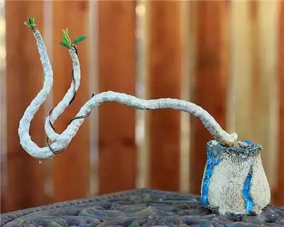 多肉大师手绘花盆,多肉顶级玩家