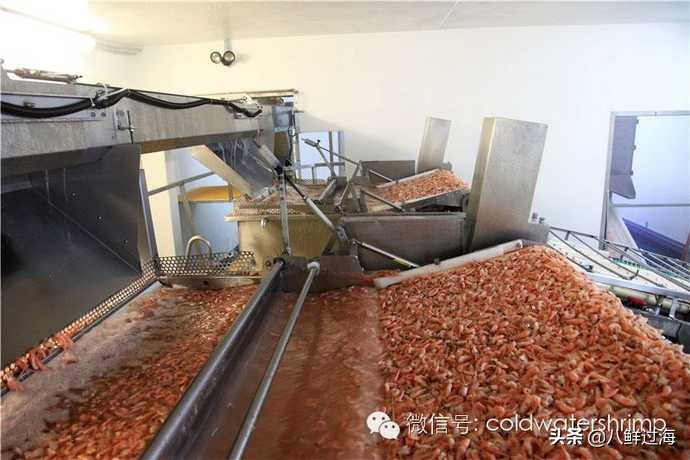 盐田生虾仁工厂,去壳北极甜虾工厂