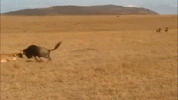 犬科代表非洲野犬，*攻围**狮子，掠夺豹子，暴打鬣狗，成为草原王者