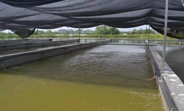 新型养鱼致富模式,养殖跑道养鱼养出新模式