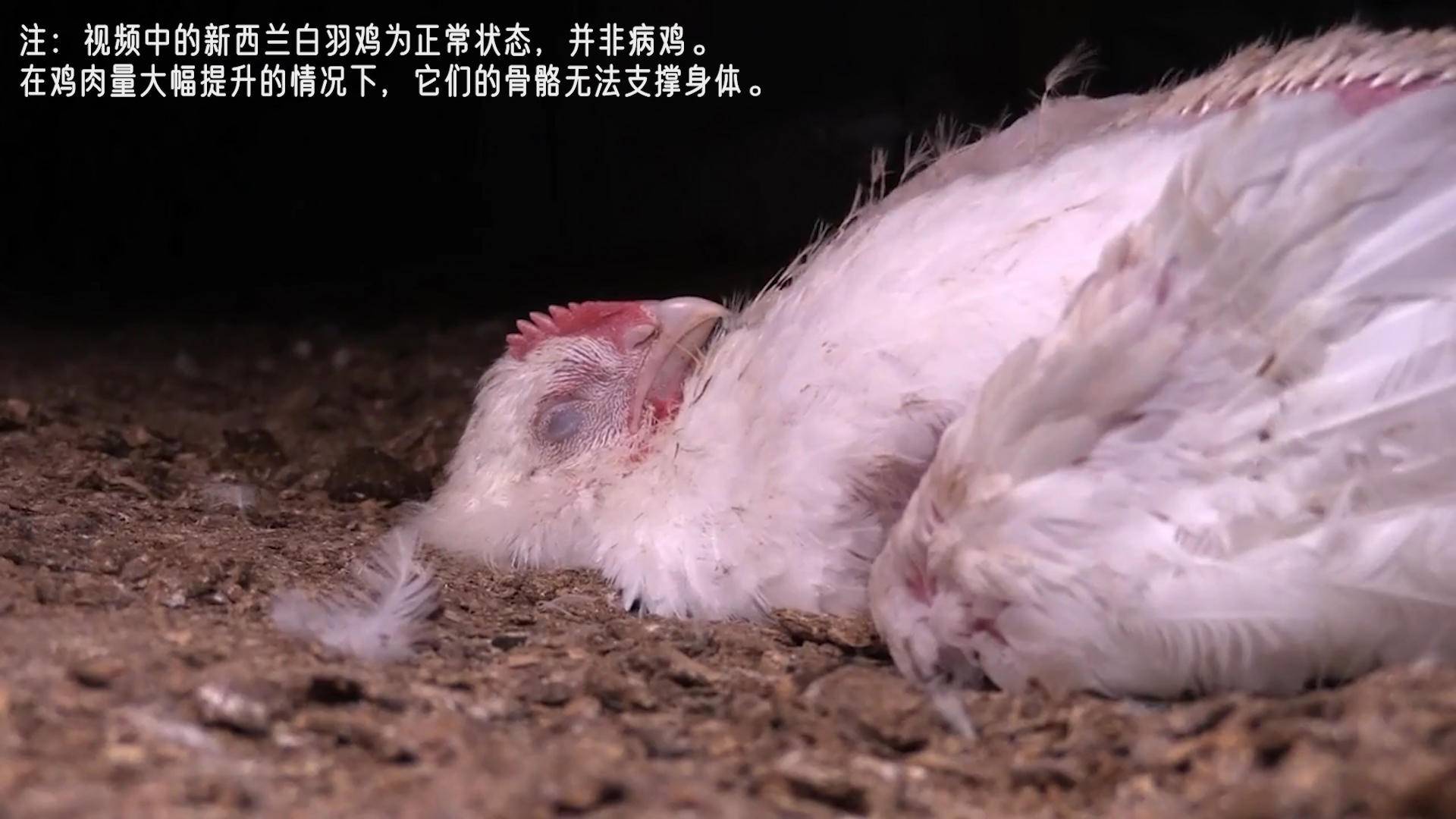 速生鸡与白羽鸡是什么,白羽鸡养殖技术和方法图解