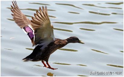 寰北婀栧瘜纭掑捀楦泲,寰北婀栧捀棣欐祦娌瑰捀楦泲