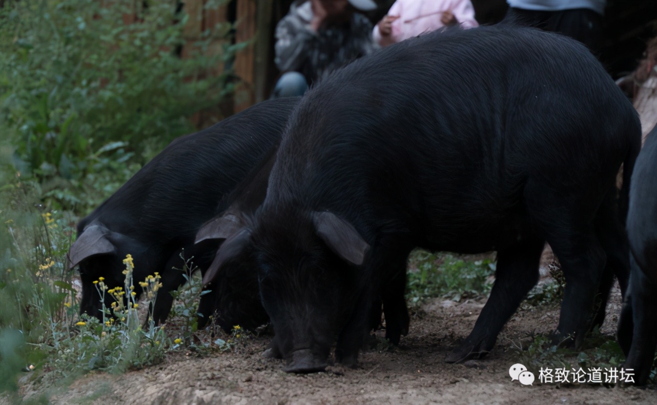 为什么长毛的火腿还能吃,长毛的火腿肠吃了会怎样