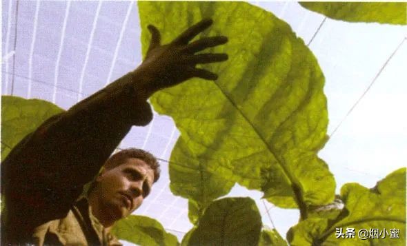 “RCEP”签了！盘点一下成员国的雪茄品牌（下）