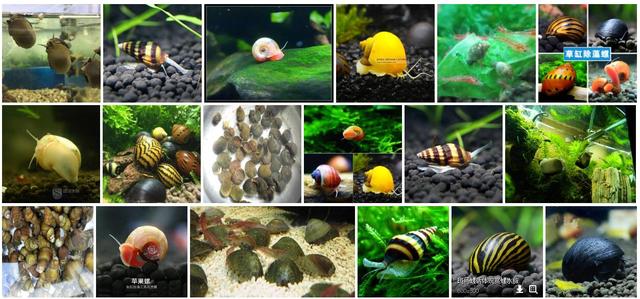 新手养鱼推荐混养品种,新手养鱼入门鱼种混养