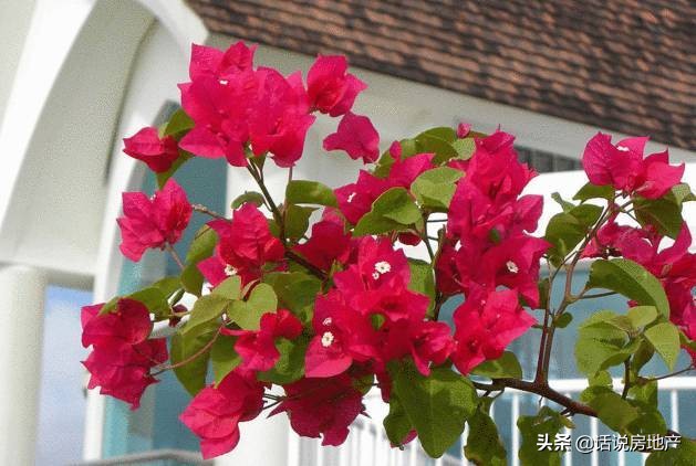 养好花六大关键十年养花经验总结,各种花卉养花技巧知识大全合集