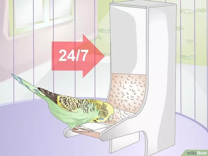 外国虎皮鹦鹉喂养视频,两个月的虎皮鹦鹉喂养