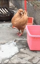 搞笑动图gif图片哪里下载,搞笑动图gif狗