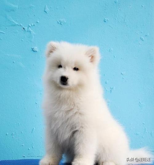 怎么判断萨摩耶是不是纯种的,怎么辨别萨摩耶是纯种的