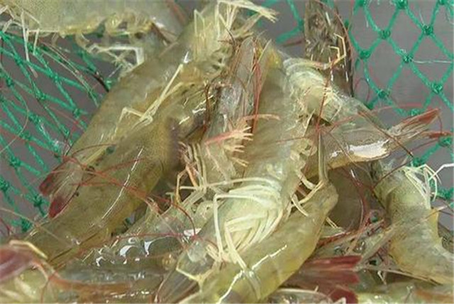 南美白对虾细菌性烂鳃病用什么药,南美白对虾细菌性急性肠胃炎