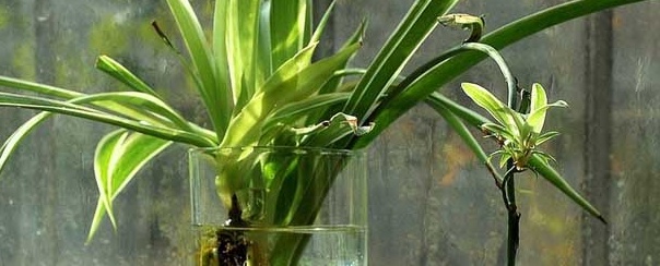 水培金边吊兰怎么养,水培金鱼吊兰的方法