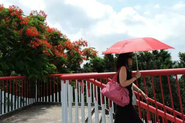 毕业季的凤凰花和栀子花,毕业季凤凰花开的时候