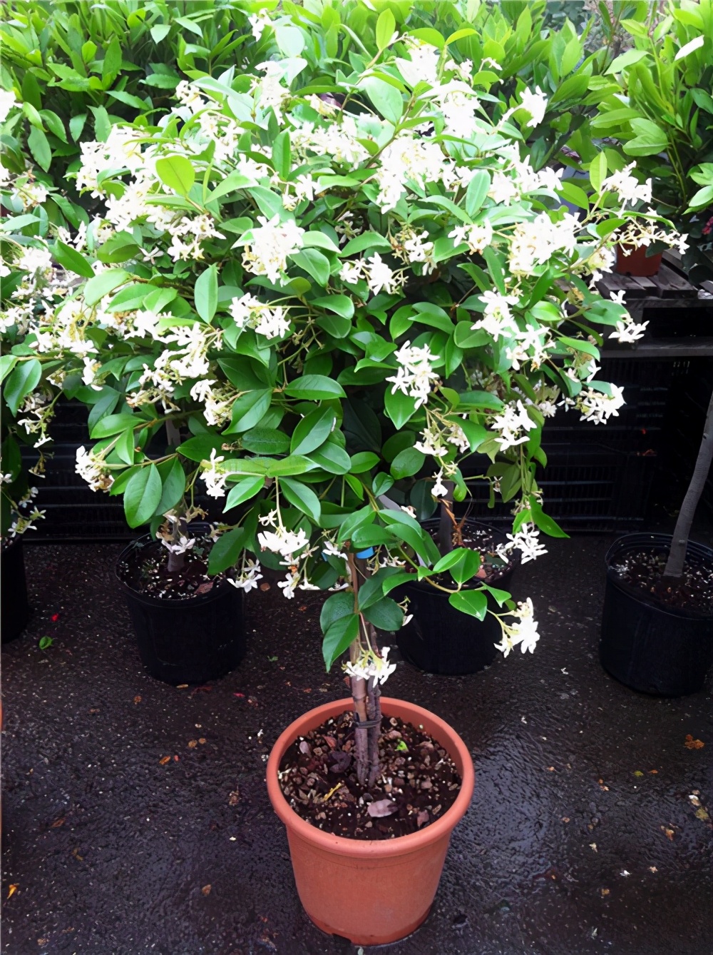 爬藤植物选择有很多，这些有特点的爬藤植物，看看哪些适合你家