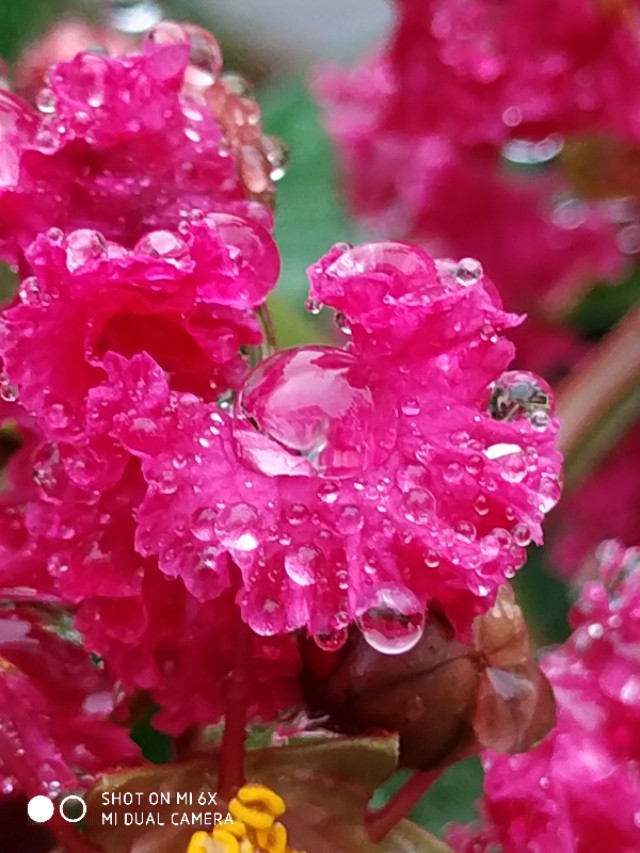 山间的野花不名贵，芬芳季节争艳斗菲“一花一世界一叶一菩提”