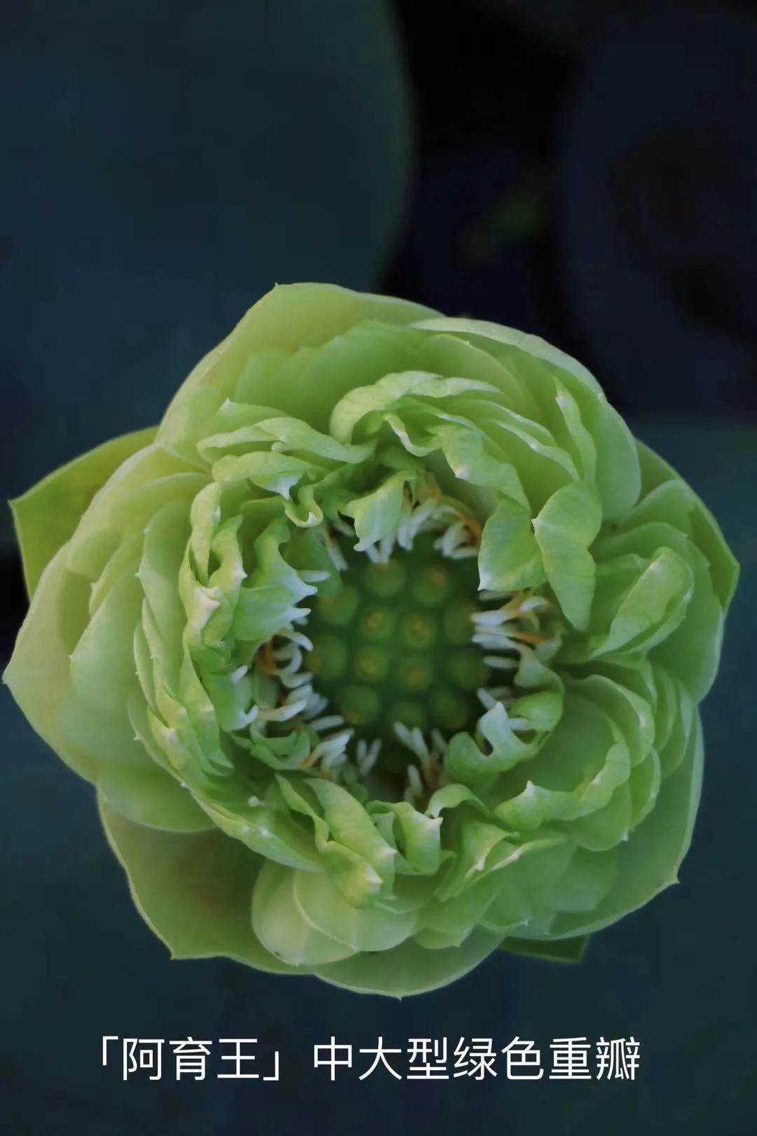 碗莲跟睡莲哪个适合鱼缸养鱼,睡莲和碗莲哪个适合在水缸养