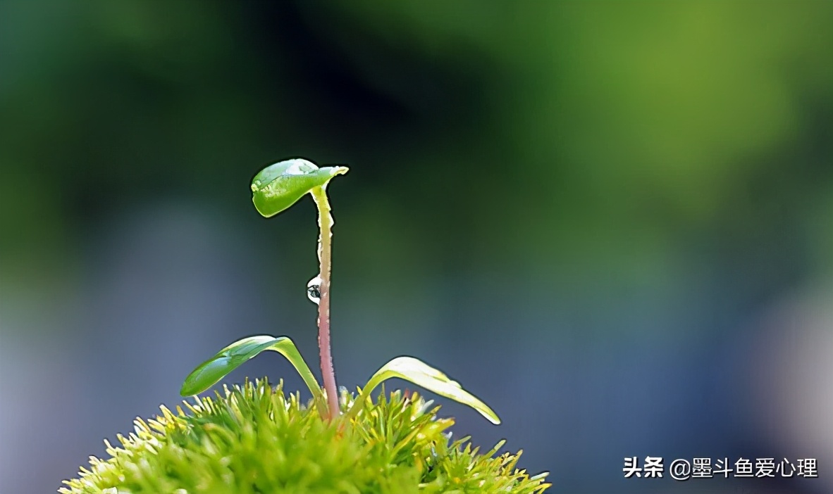 为什么汪峰要怒放的生命,汪峰怒放的生命说的是什么