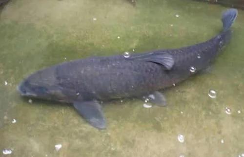 常见的鱼类习性知道怎么让它上钩