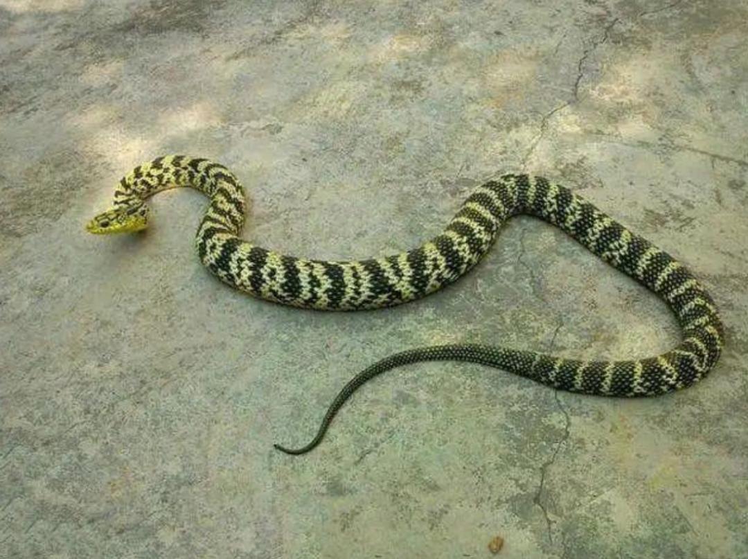 菜花蛇到底是不是无毒蛇,菜花蛇无毒为什么能称百蛇之王