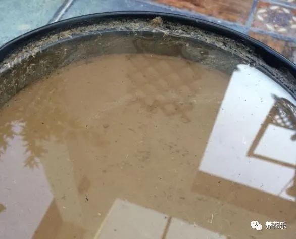 碗莲种子栽种一年没开花,碗莲种子光在水里不放土能开花吗