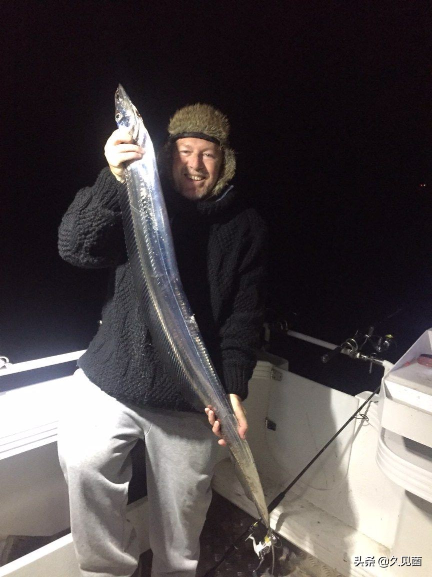 带鱼为什么会活不久呢图片,带鱼为什么出水就活不了