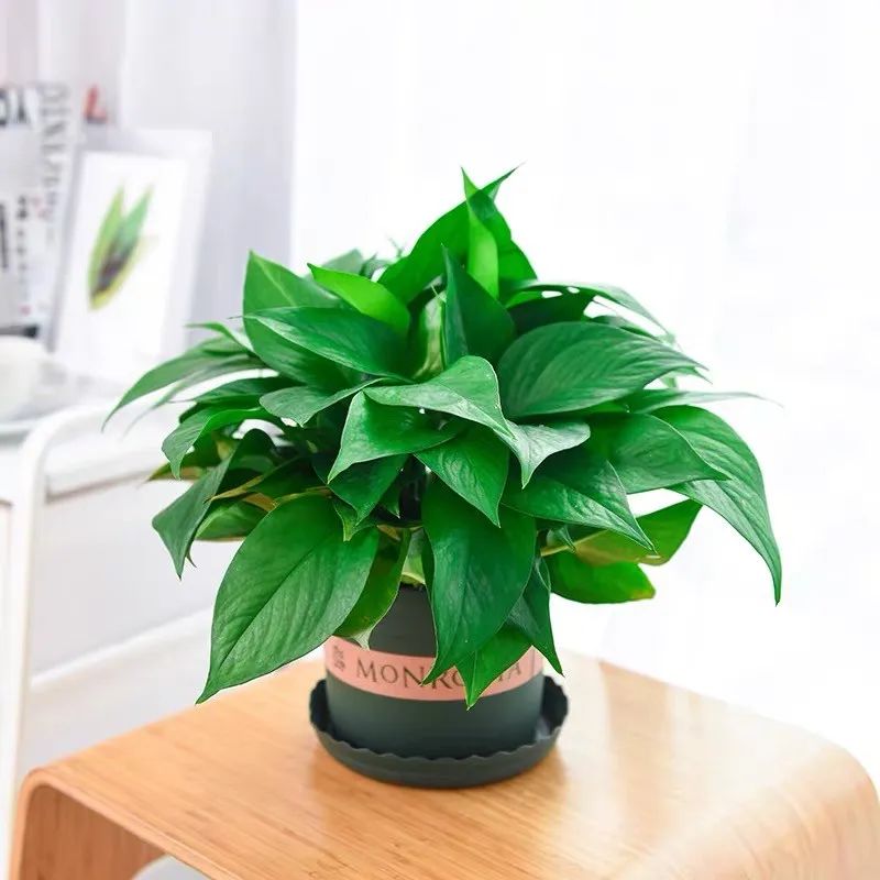 绿萝忘浇水黄叶怎么治疗让它变绿,绿萝文竹总发黄1招让它绿油油