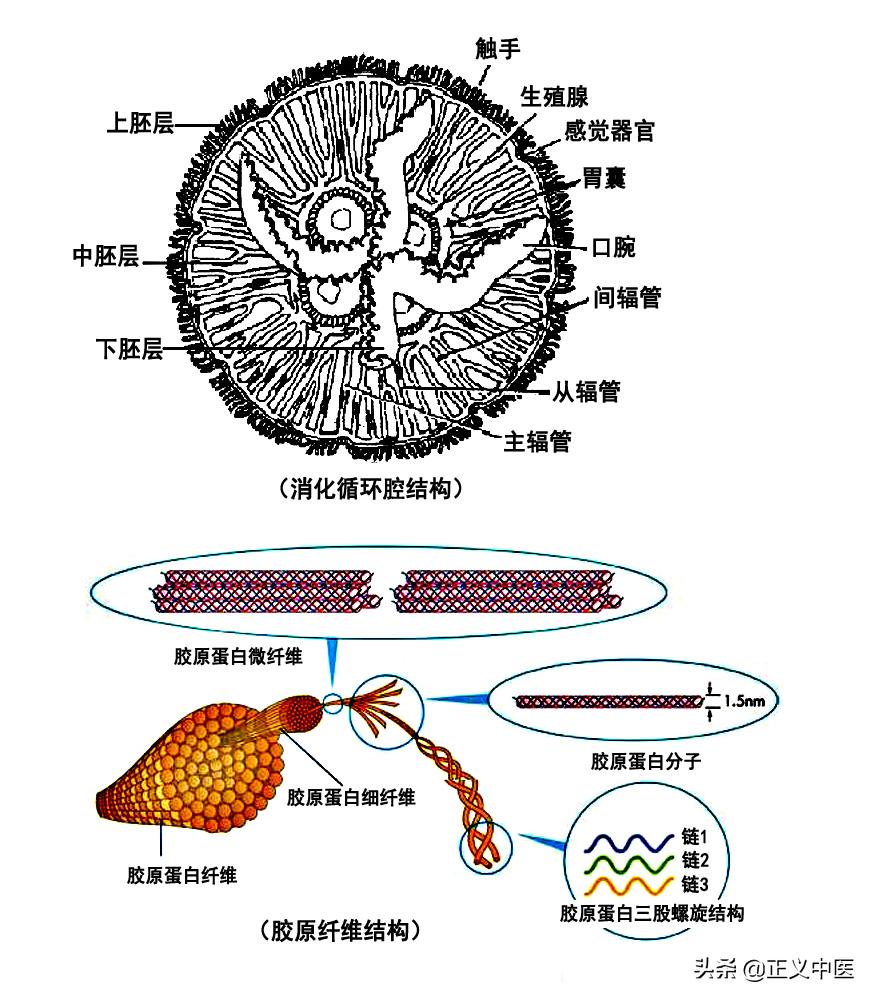 脾主要的细胞分布,脾主要的细胞