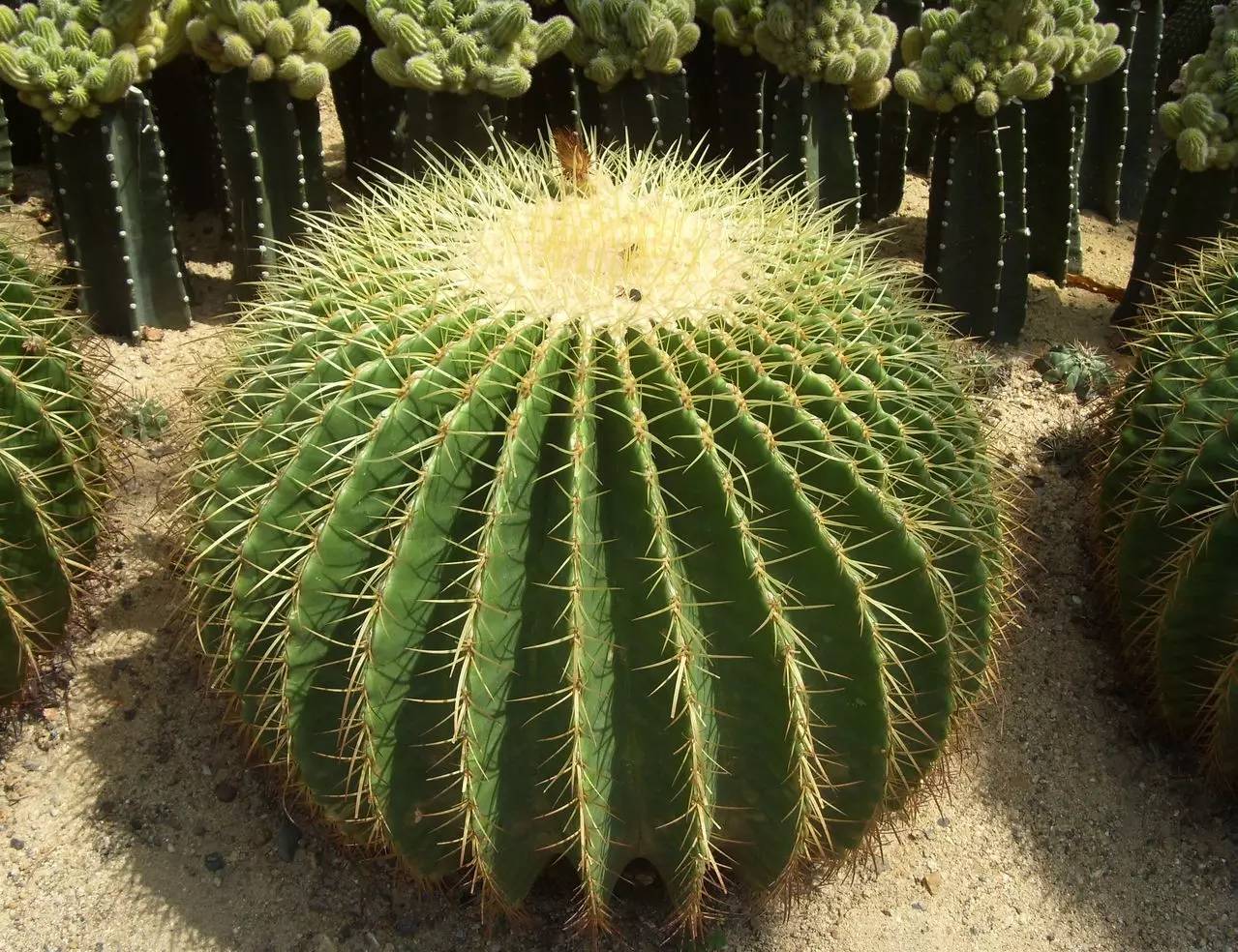 品种大全丨30个仙人球品种图鉴，每个都可爱肉萌到想要全部搬回家