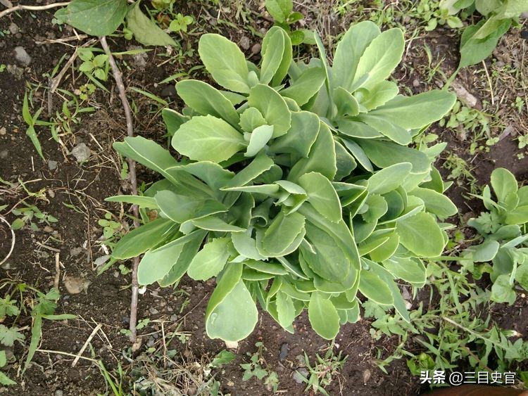 云南白药为啥是国家保密配方,云南白药是国家保密配方吗