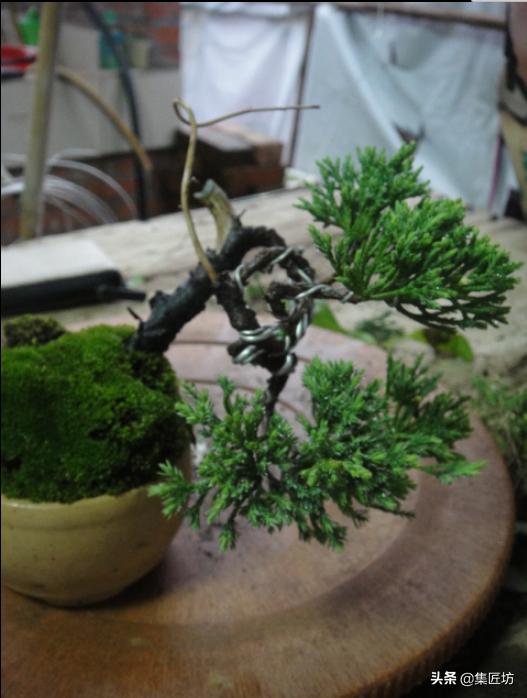 真柏舍利盆景制作图片,真柏舍利盆景造型图片