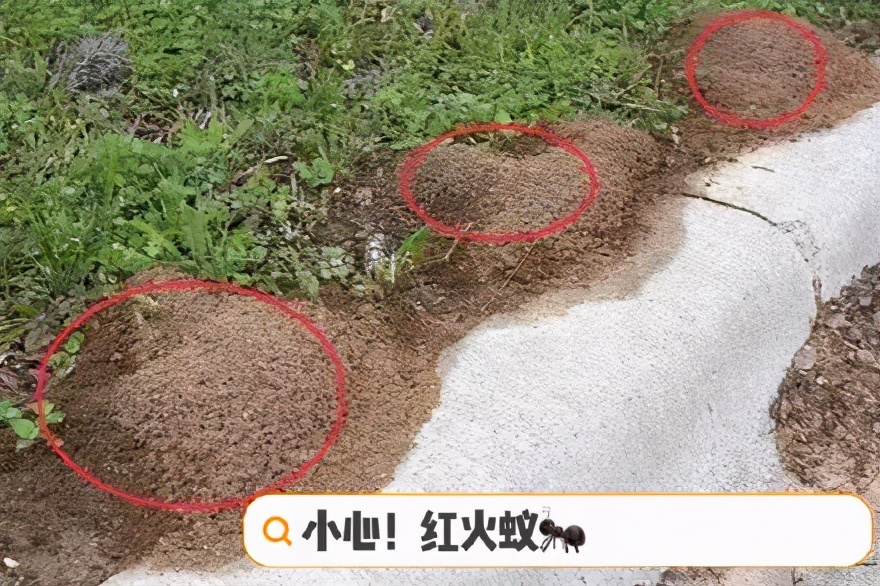 十大毒虫咬了会有什么症状,被各种毒虫咬伤容易得什么病吗