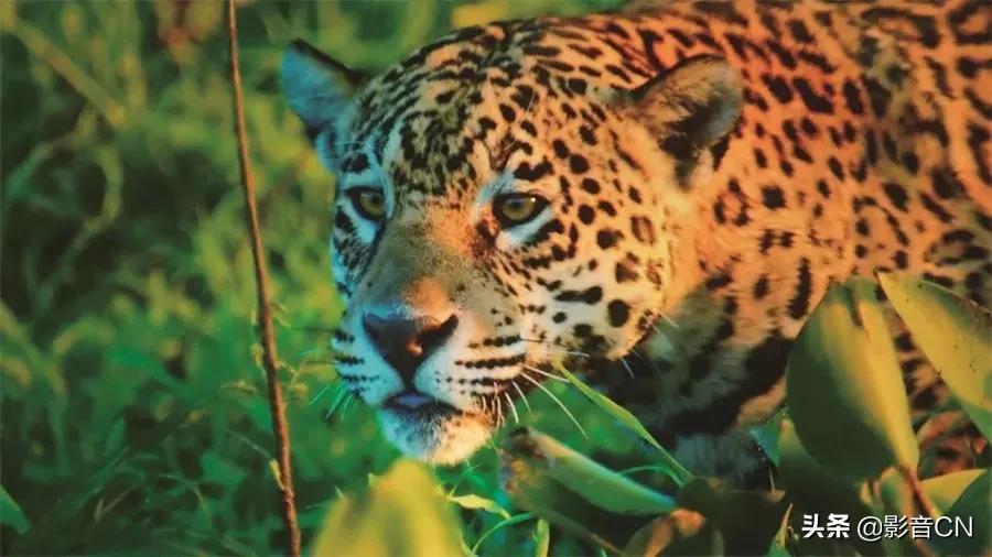 索尼sonyvpl-dx221投影仪评测,索尼vpl-vw598