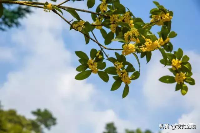 安徽金寨有棵千年“桂花王”，为国内发现最大的桂花树