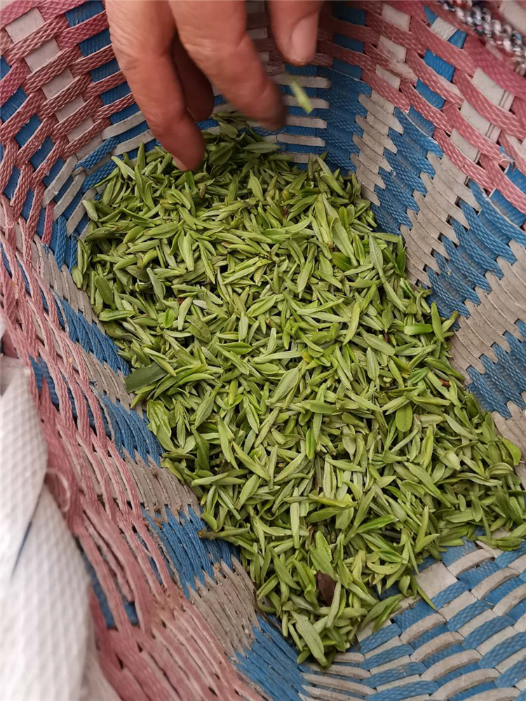 杀青轻重对信阳毛尖滋味的影响,信阳毛尖杀青到不到位的区别