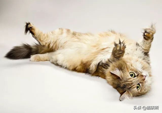 猫咪脚上有伤口得把毛全剃了吗,猫咪冬天剪毛发会感冒么